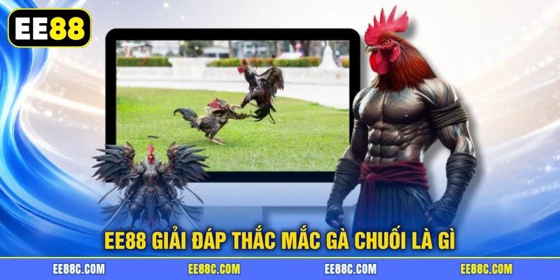 EE88 giải đáp thắc mắc gà chuối là gì