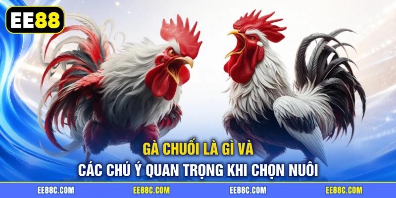 Gà chuối là gì và các chú ý quan trọng khi chọn nuôi